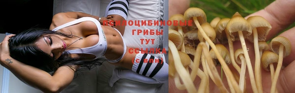 прущие грибы Касимов